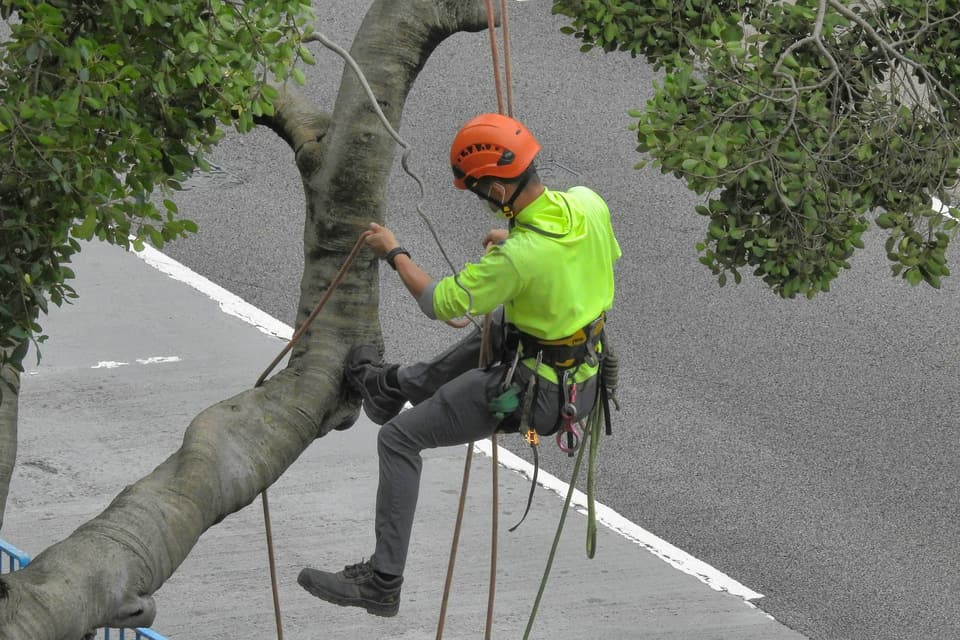 An arborist on ropes pruning branches high in a tree
