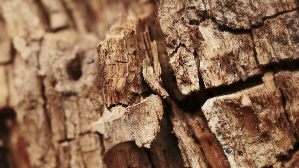 Cracked, decaying wood on an old tree trunk