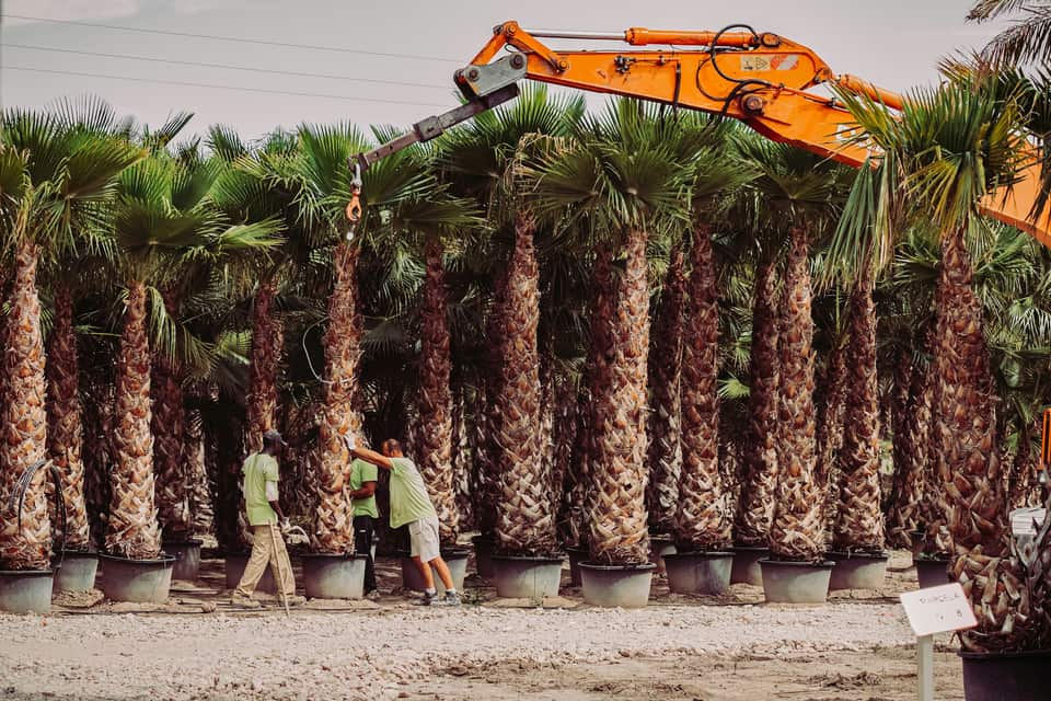 Rows of tall palm trees being moved at a nursery