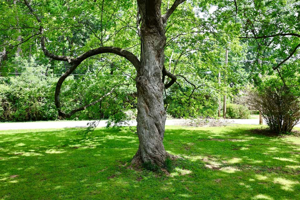 A tall tree with a long curving limb in a shaded yard