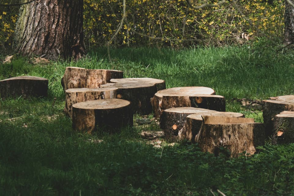 Cut sections of tree trunk lying in grass